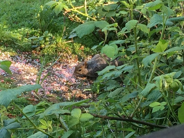 2016-05-24 09.38.48-1