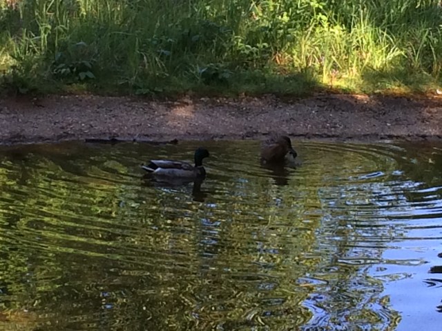 2016-05-24 09.41.24 HDR