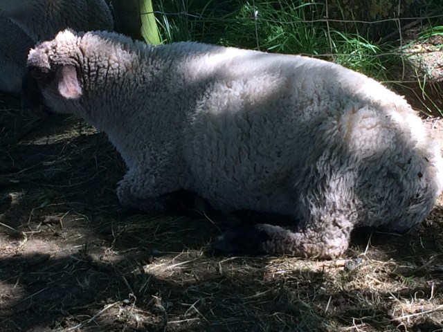 2016-07-19 11.53.44-1